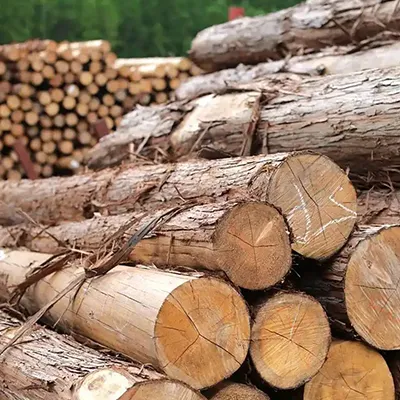 Wood Log